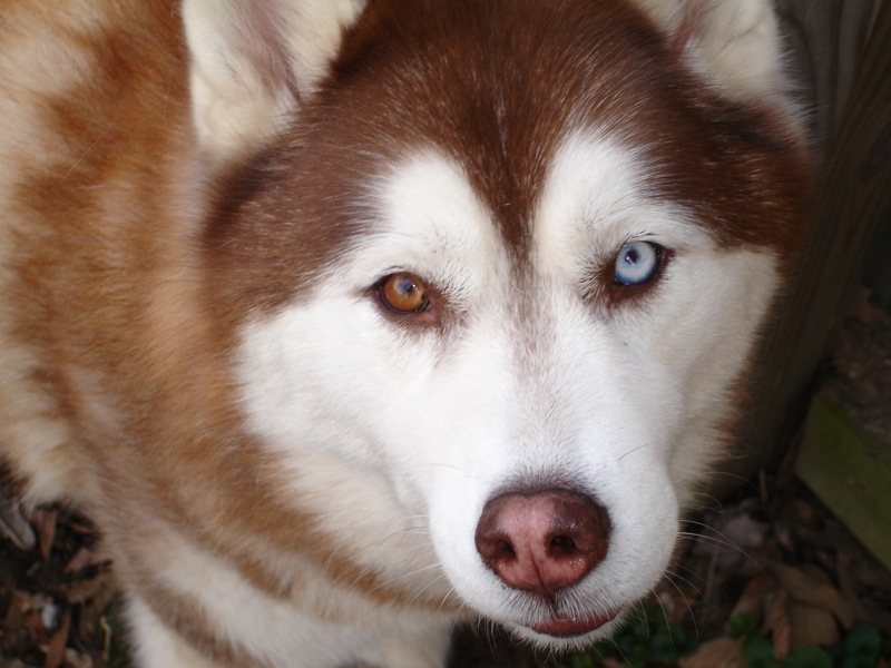 A red-and-white Siberian Husky