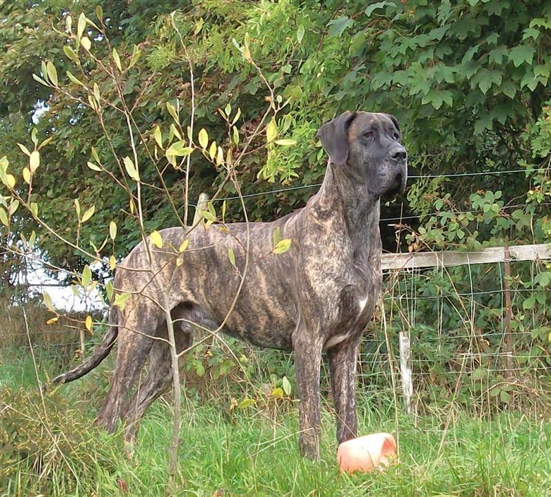 A brindle Great Dane standing outdoors
