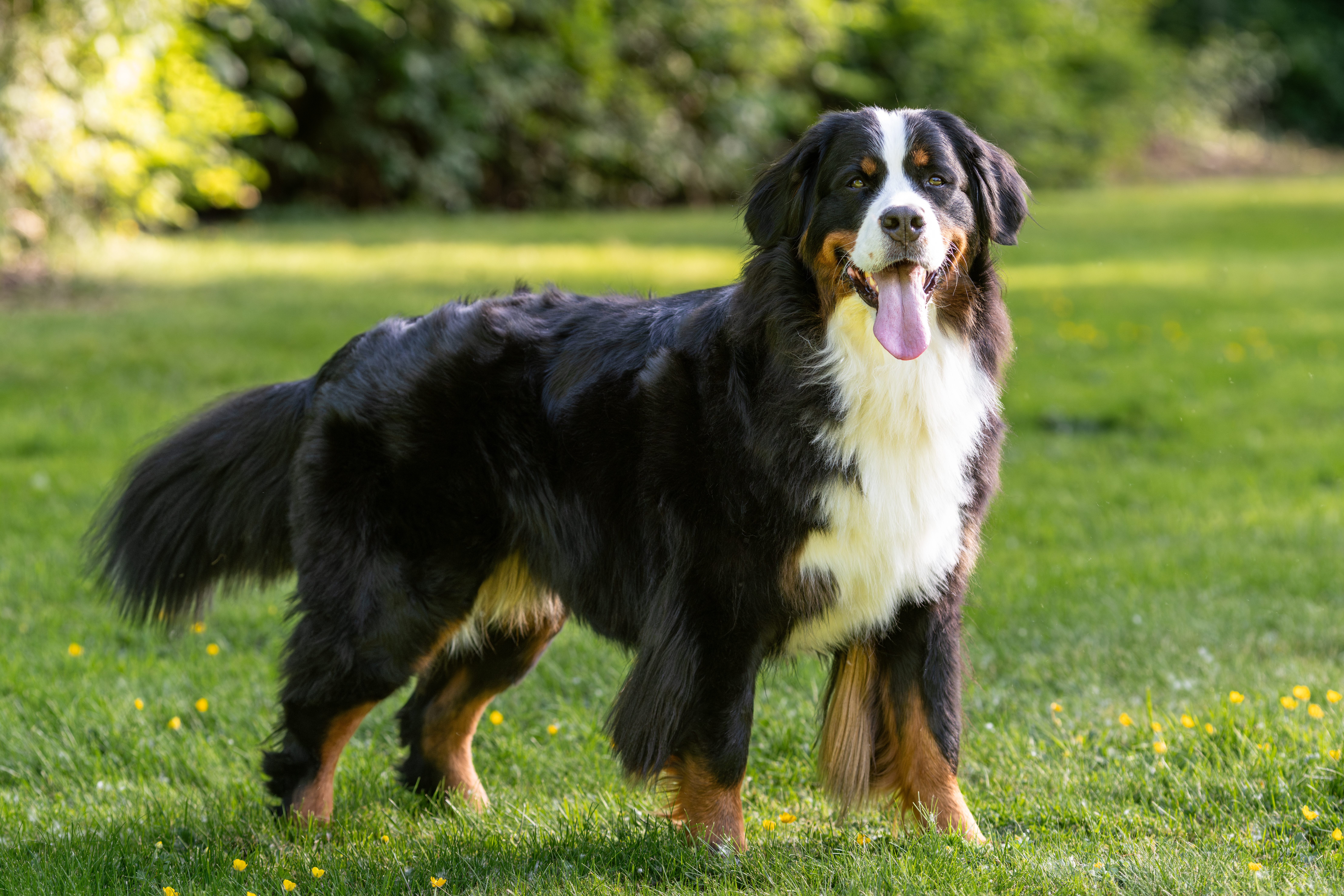 A tricolour Bernese Mountain Dog standing in grass