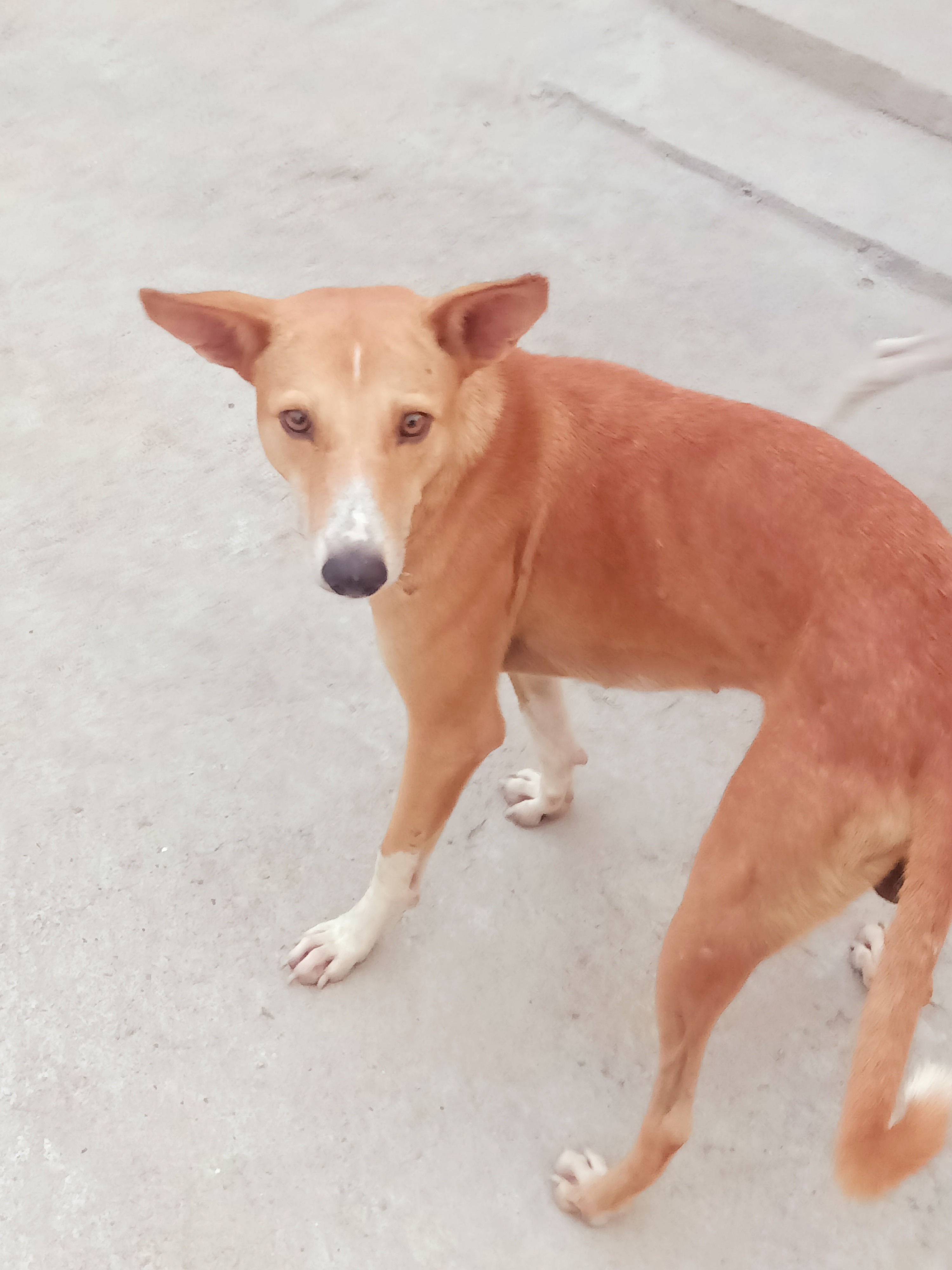 A short-coated tan pariah-type dog of the South/Southeast-Asian free-ranging landrace, representative of the Singapore Special type