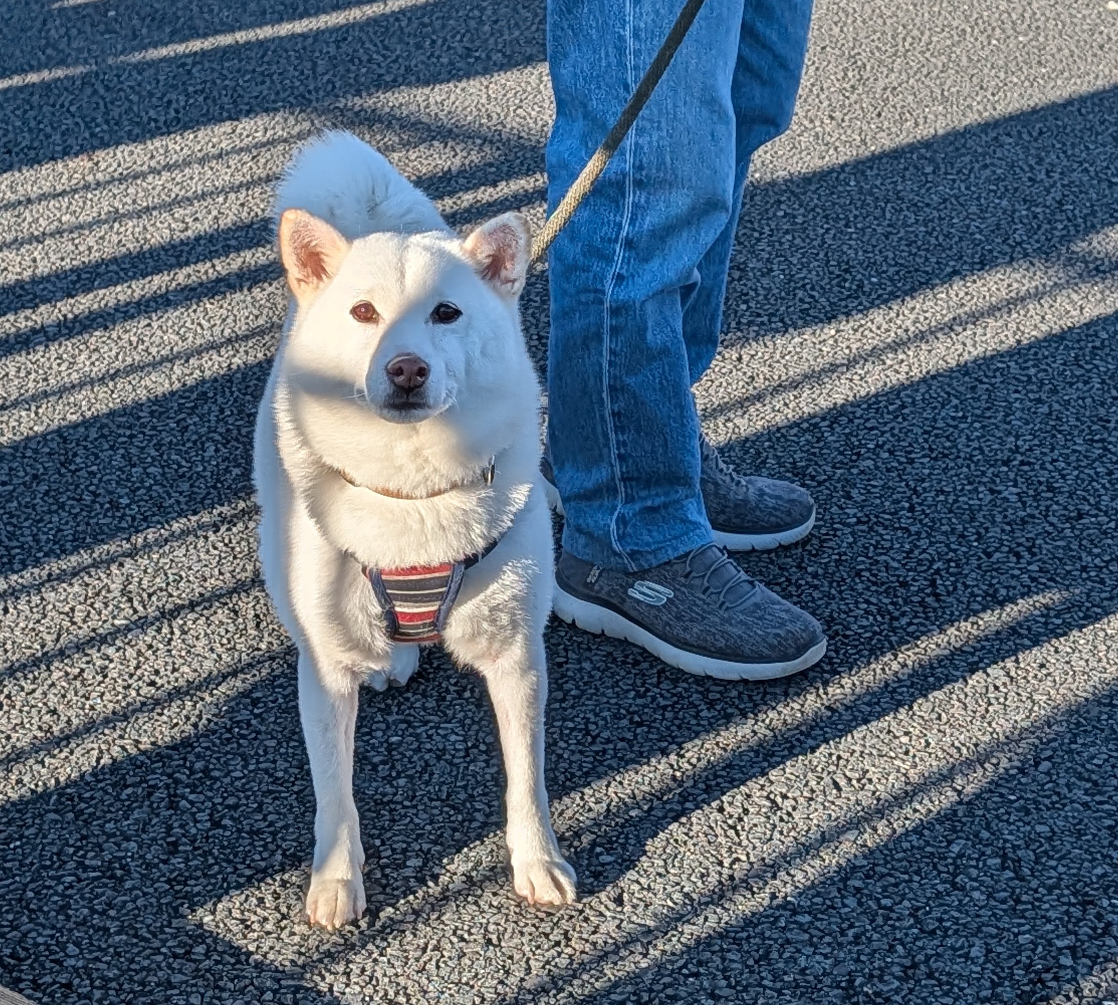 A Japanese Akita standing outdoors