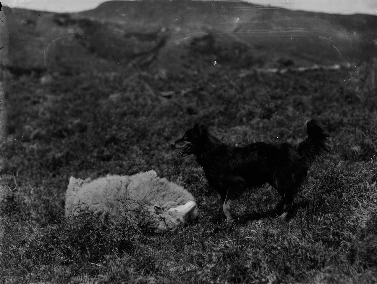 A New Zealand farm dog sitting beside a sheep in a paddock — a scene that reflects the hydatid tapeworm risk facing rural and semi-rural dogs