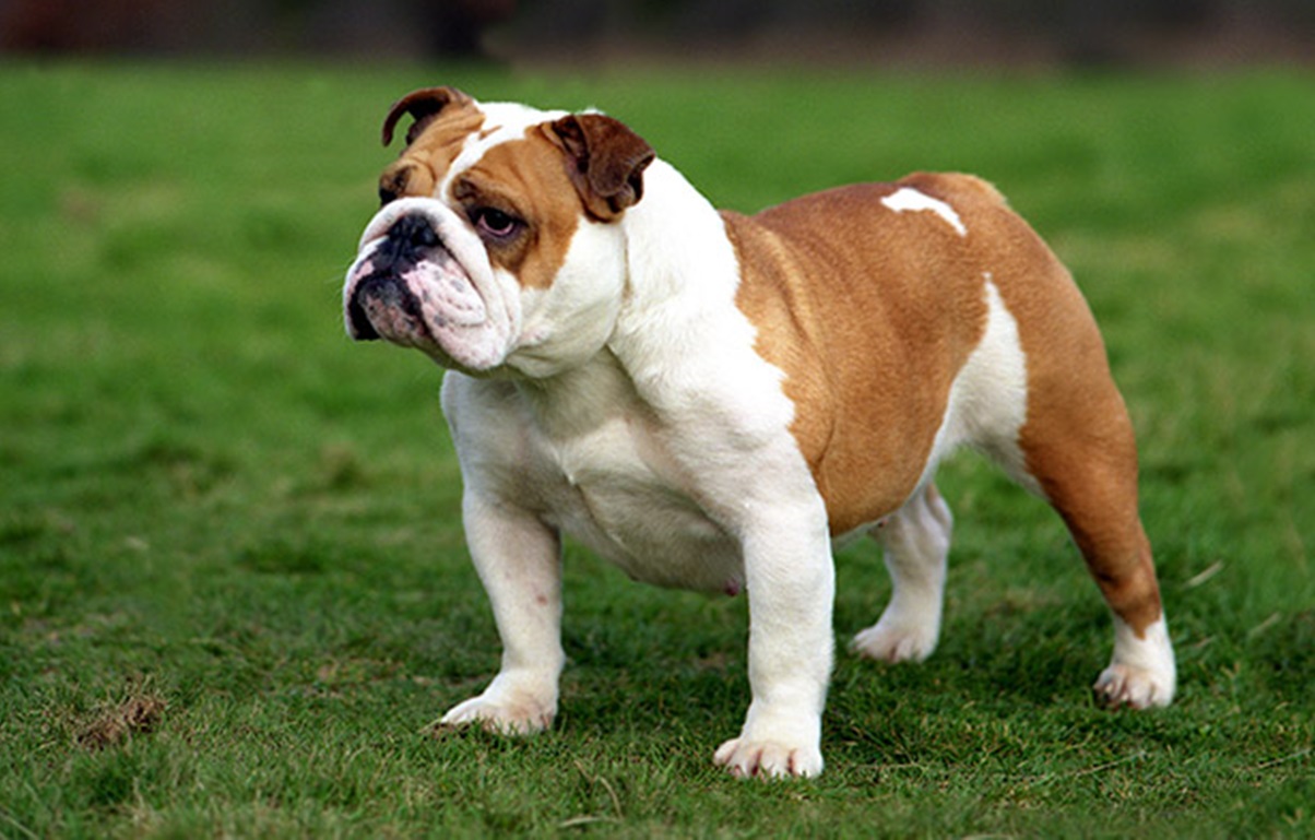 An English Bulldog standing in profile