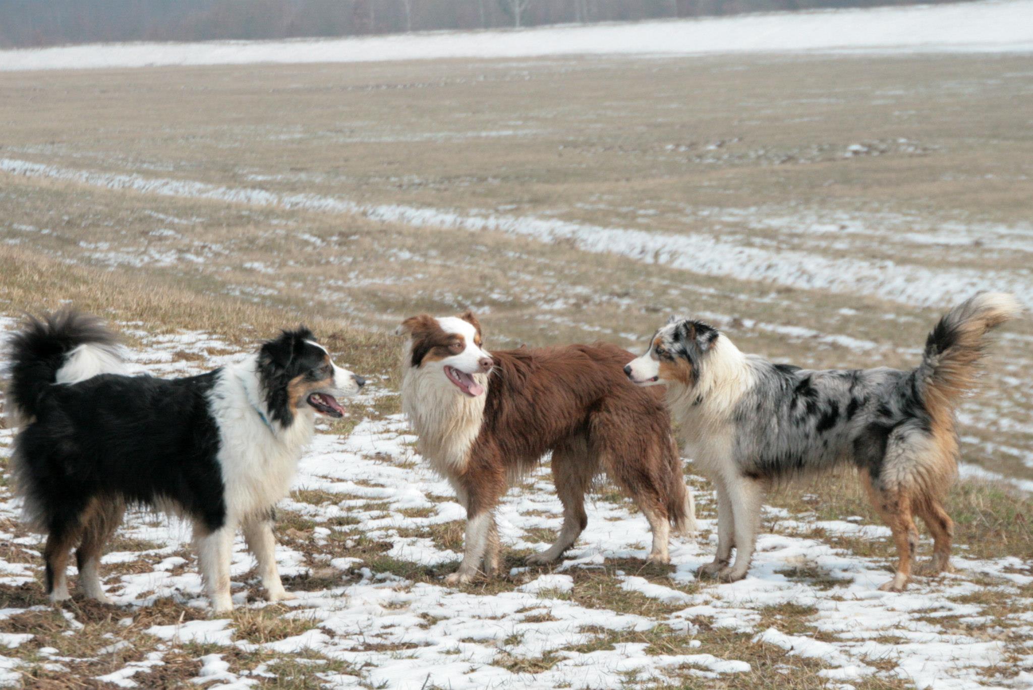 Three Australian Shepherds showing black tri, red tri and blue merle coats
