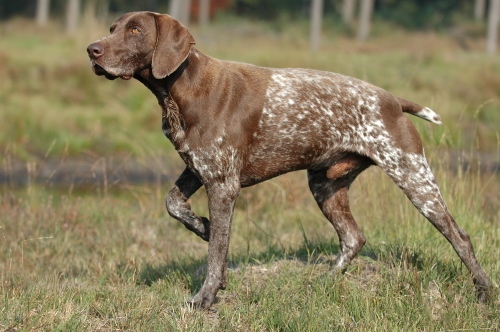 A liver-and-white German Shorthaired Pointer