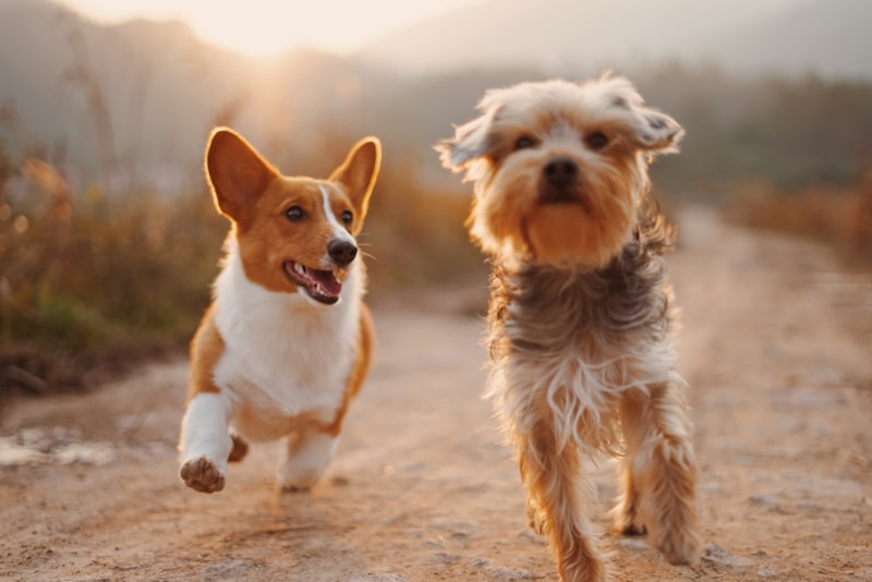 Dog trainer conducting a puppy class in an East Singapore venue