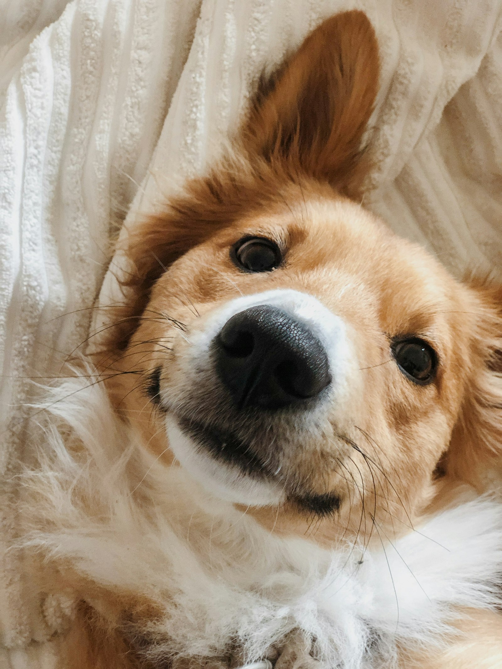 A dog being gently examined by its owner
