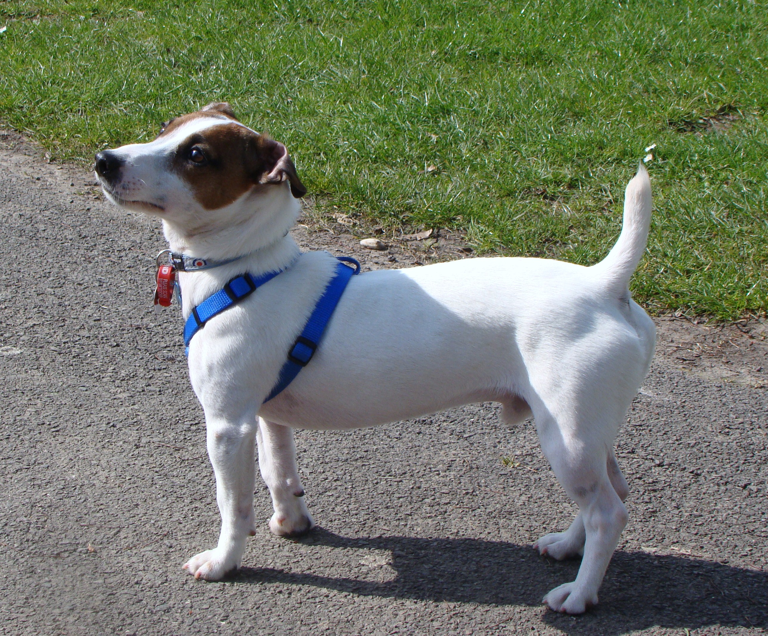 A white and tan Jack Russell Terrier in a park