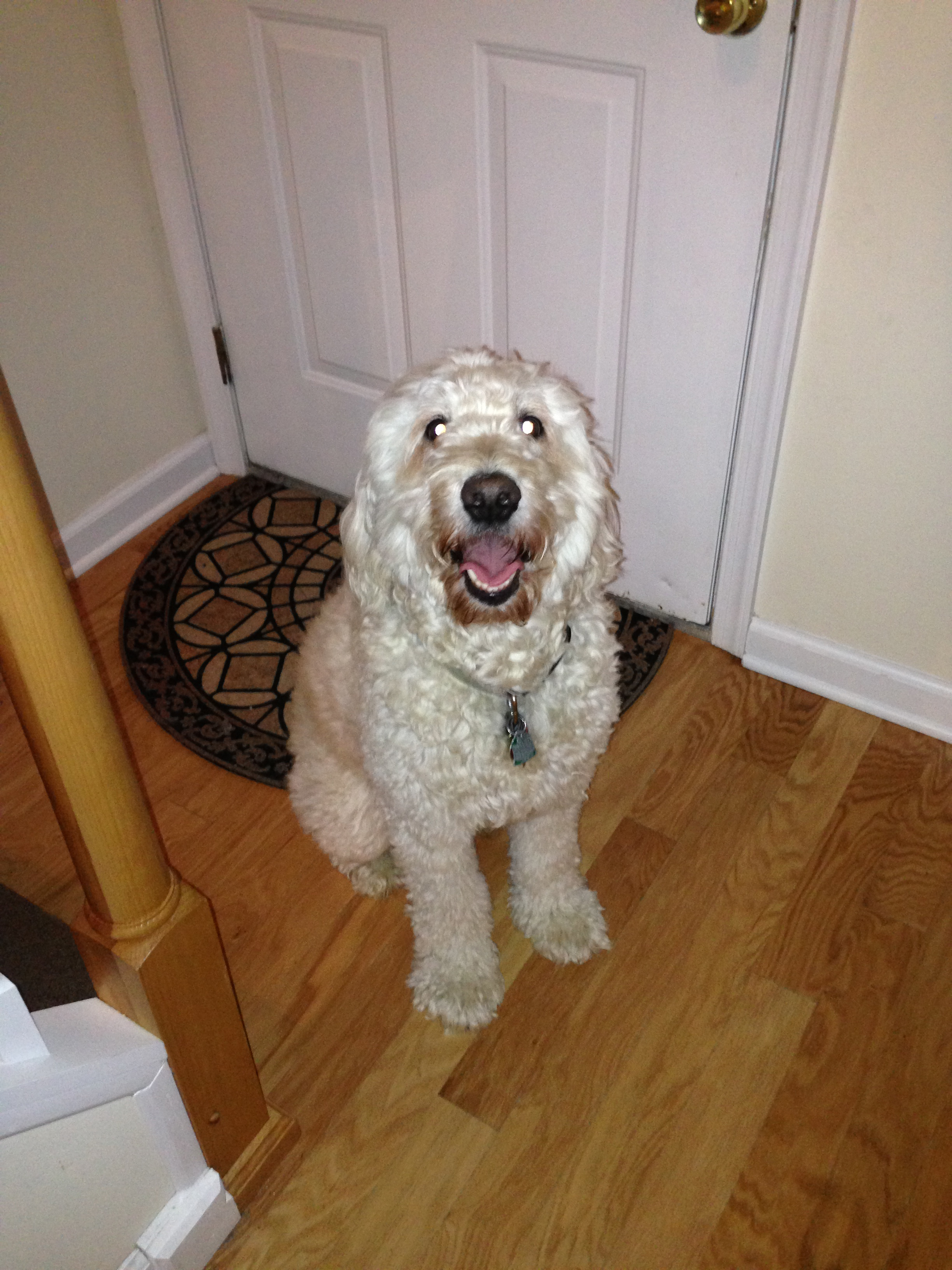 A cream Goldendoodle