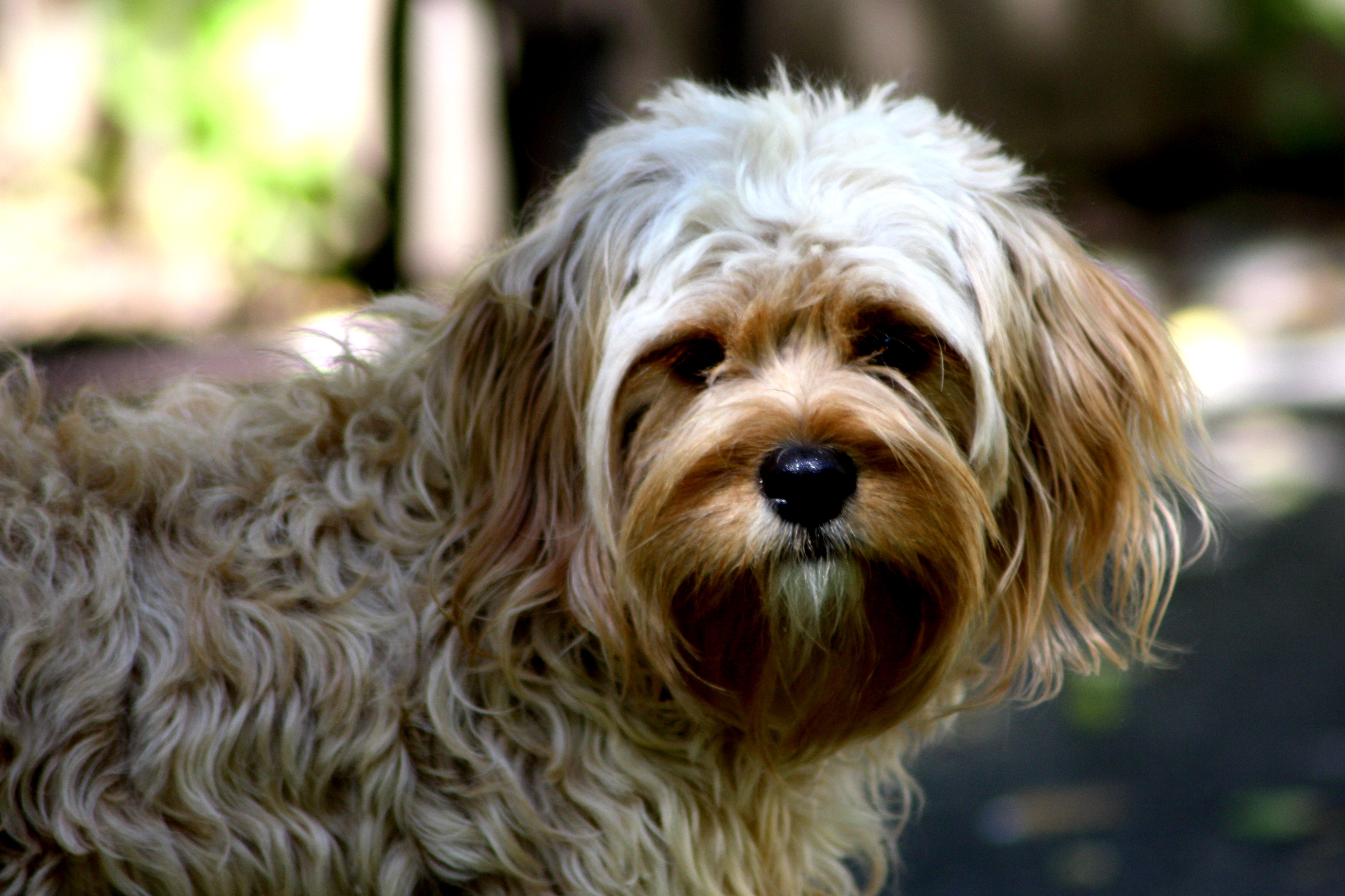 A small wavy-coated Cavapoo