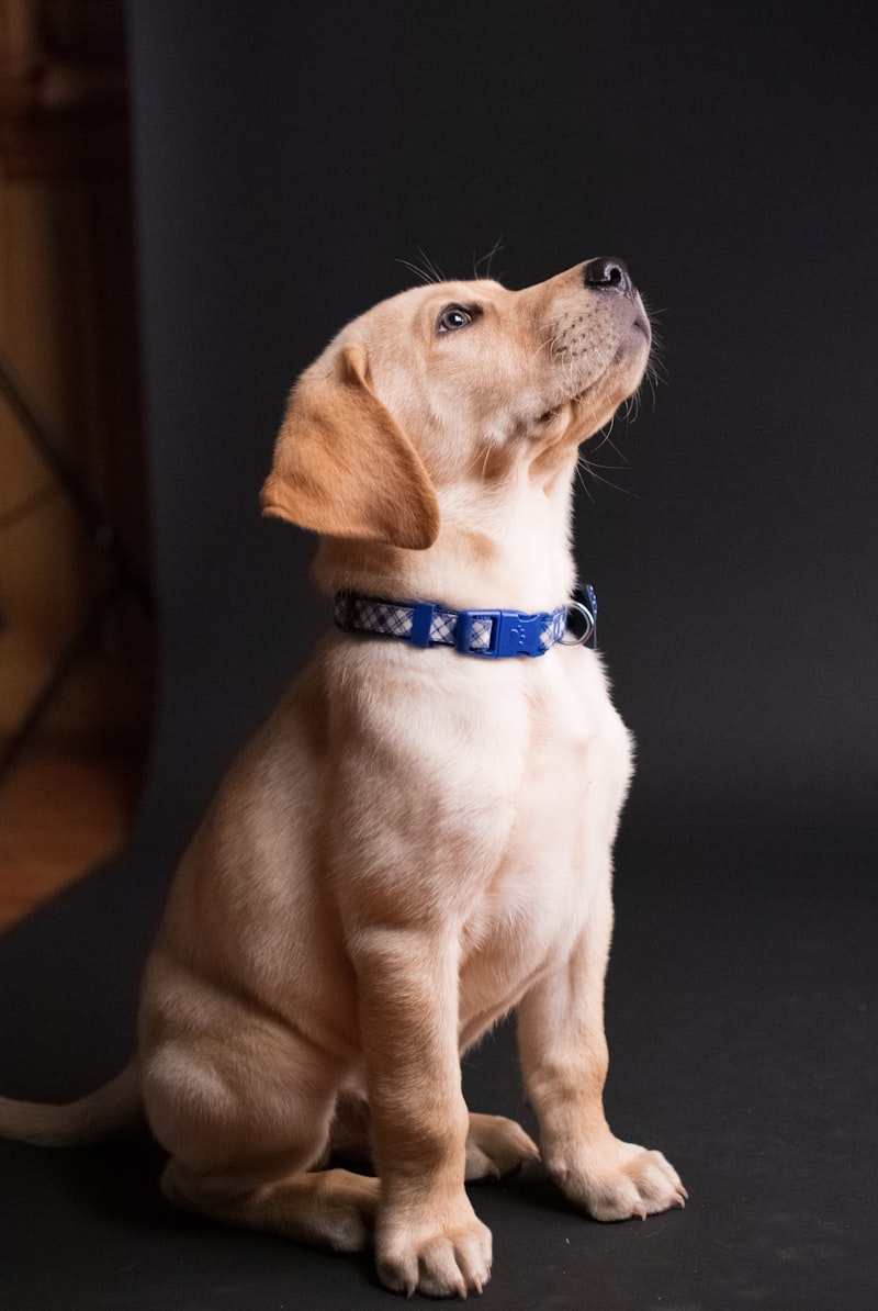 KPA-certified trainer doing an in-home private training session with a dog