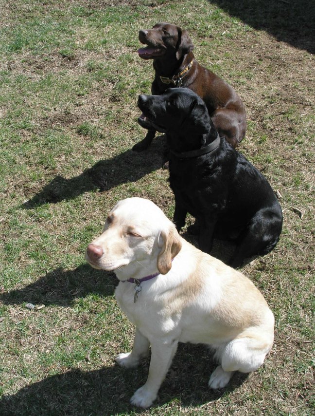 Three Labradors in black, yellow and chocolate