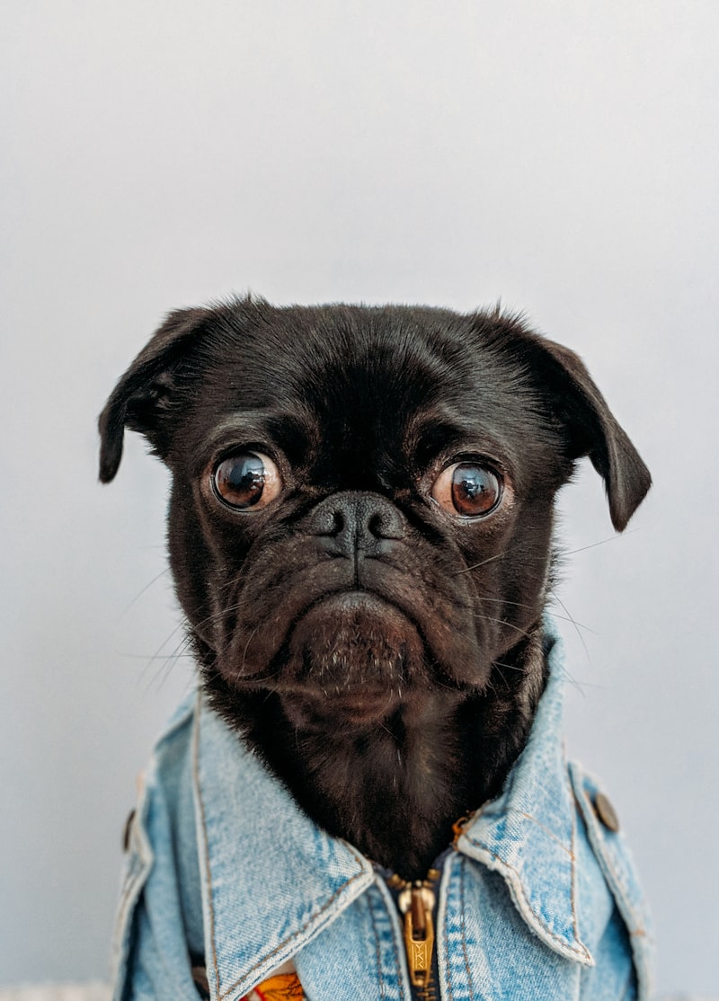 Senior dog being gently examined as part of a canine aging clinical study