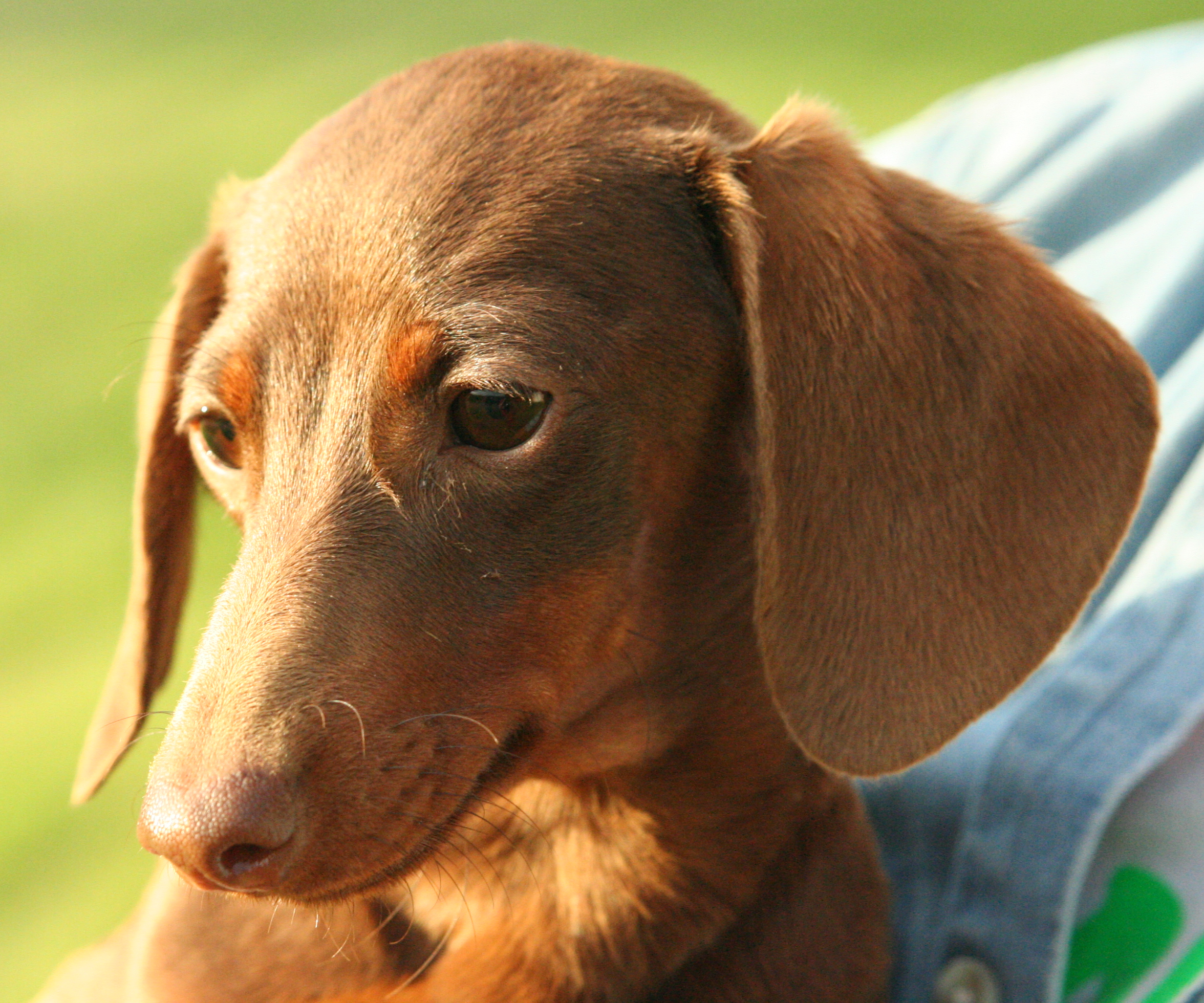 A smooth red-and-tan Miniature Dachshund