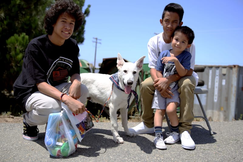 Dog community event — representative image