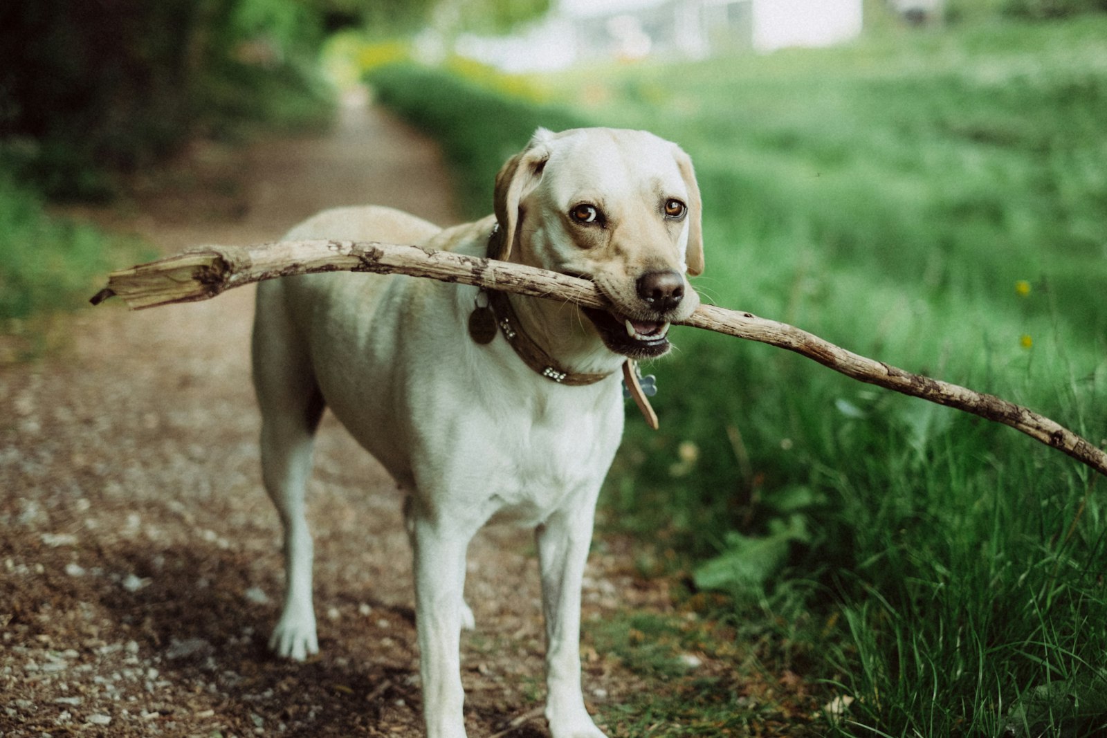 A dog chewing on an appropriate natural chew toy in a home environment