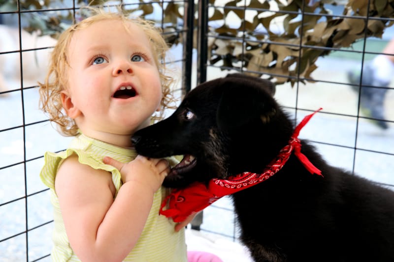 Dog community event — representative image