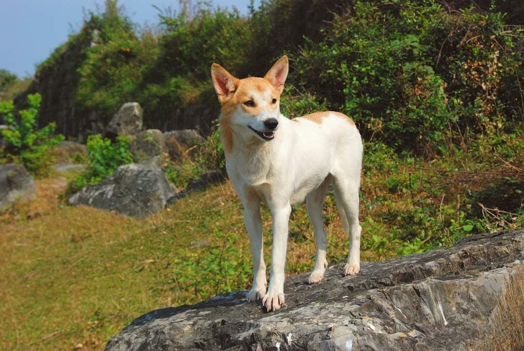 A Lài dog — a Vietnamese native breed closely related to the Southeast Asian village dog — in side profile, representing the ancient lineage of companion dogs whose bond with humans is now explained by oxytocin neuroscience
