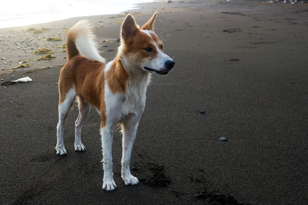 A ginger-and-white Aspin (asong Pinoy) standing on a black-sand beach in the Philippines, showing the typical light athletic build, short single coat, prick ears and high white-tipped tail