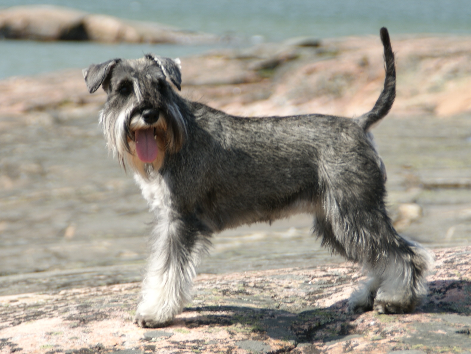 A salt-and-pepper Miniature Schnauzer with a beard and bushy eyebrows
