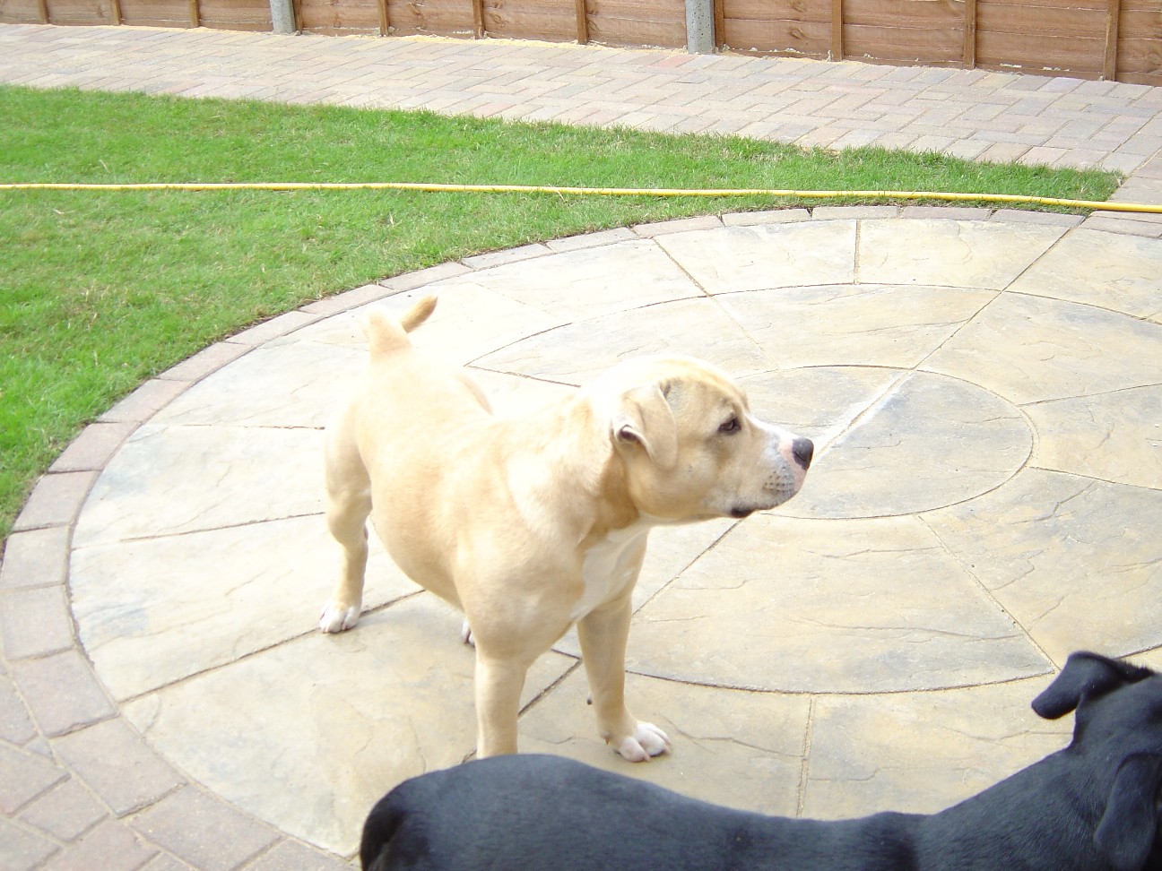 A fawn Staffordshire Bull Terrier