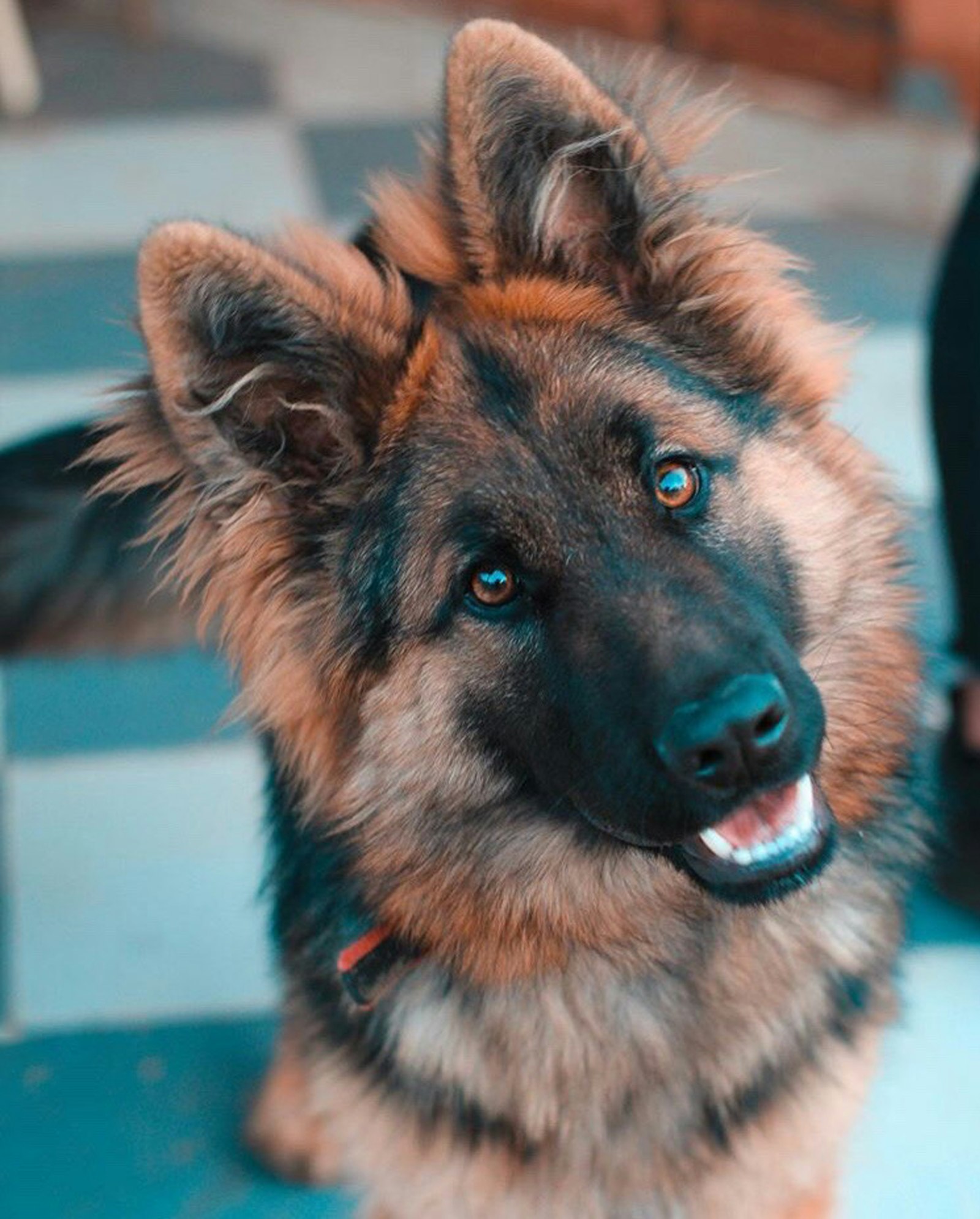 A dog greeting its owner by sitting politely rather than jumping — calm greeting behaviour