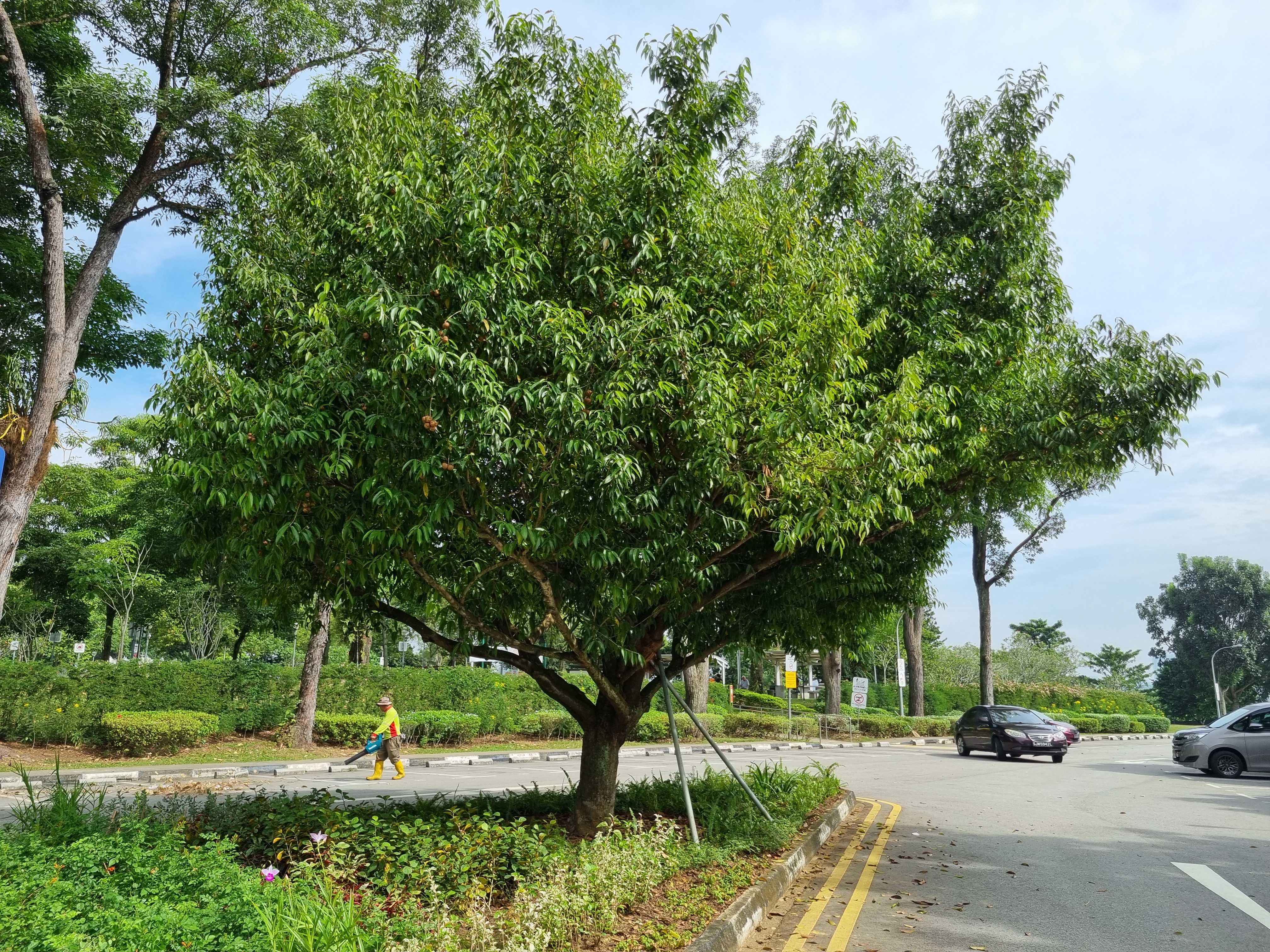Dogs running on a sloping grassy dog run surrounded by mature trees