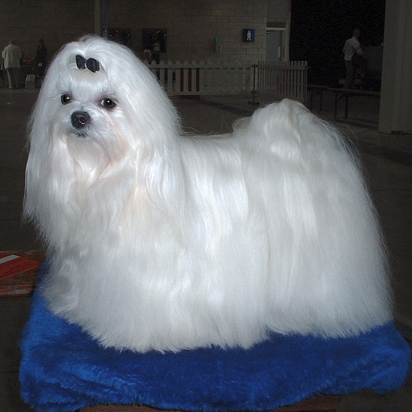 A white long-coated Maltese dog
