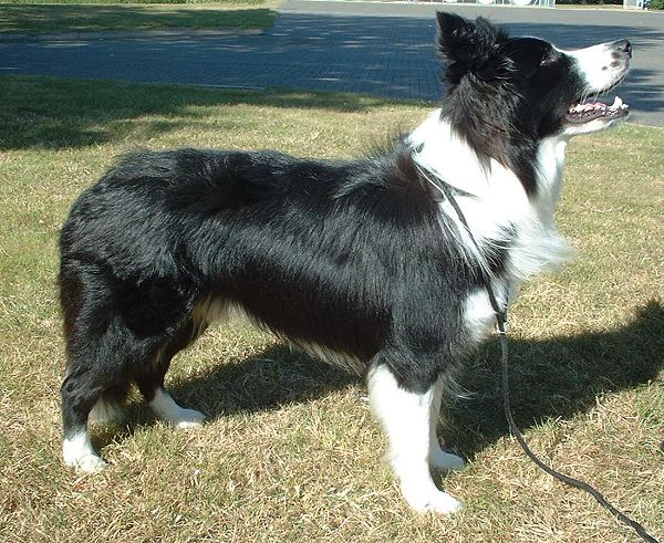A black-and-white Border Collie