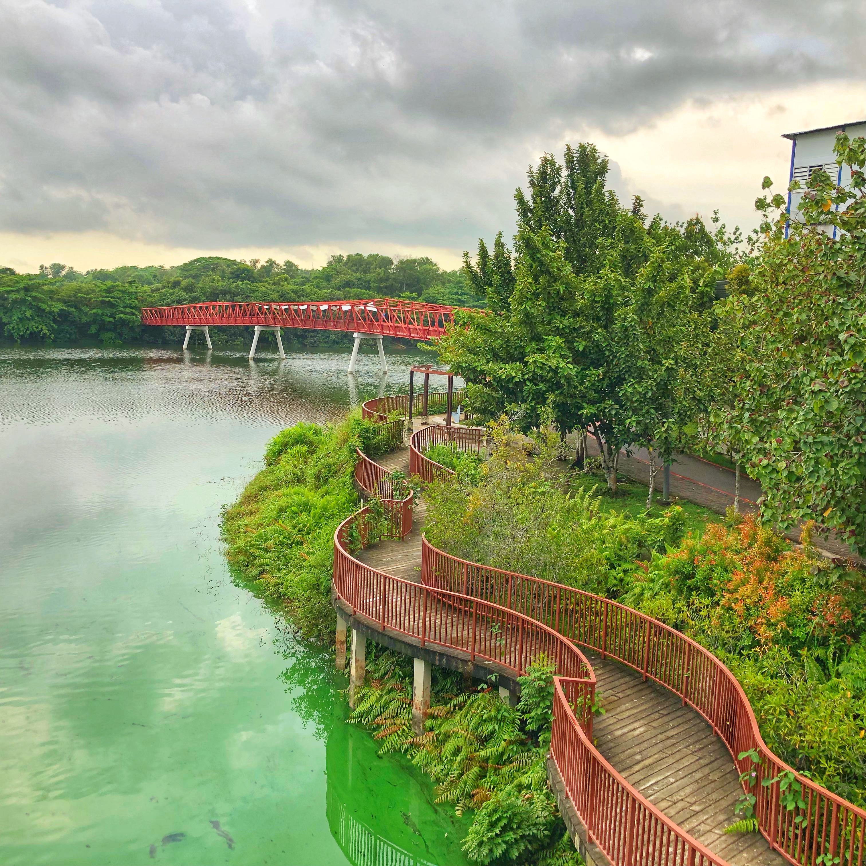 Dogs socialising in a waterway-side off-leash park run in Punggol Singapore