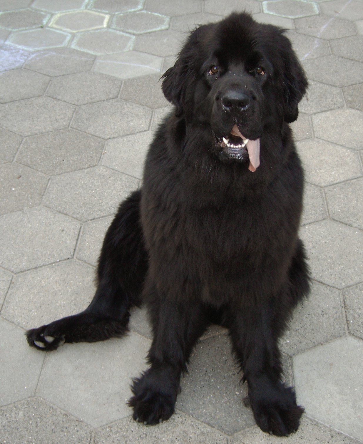 Two black Newfoundland dogs