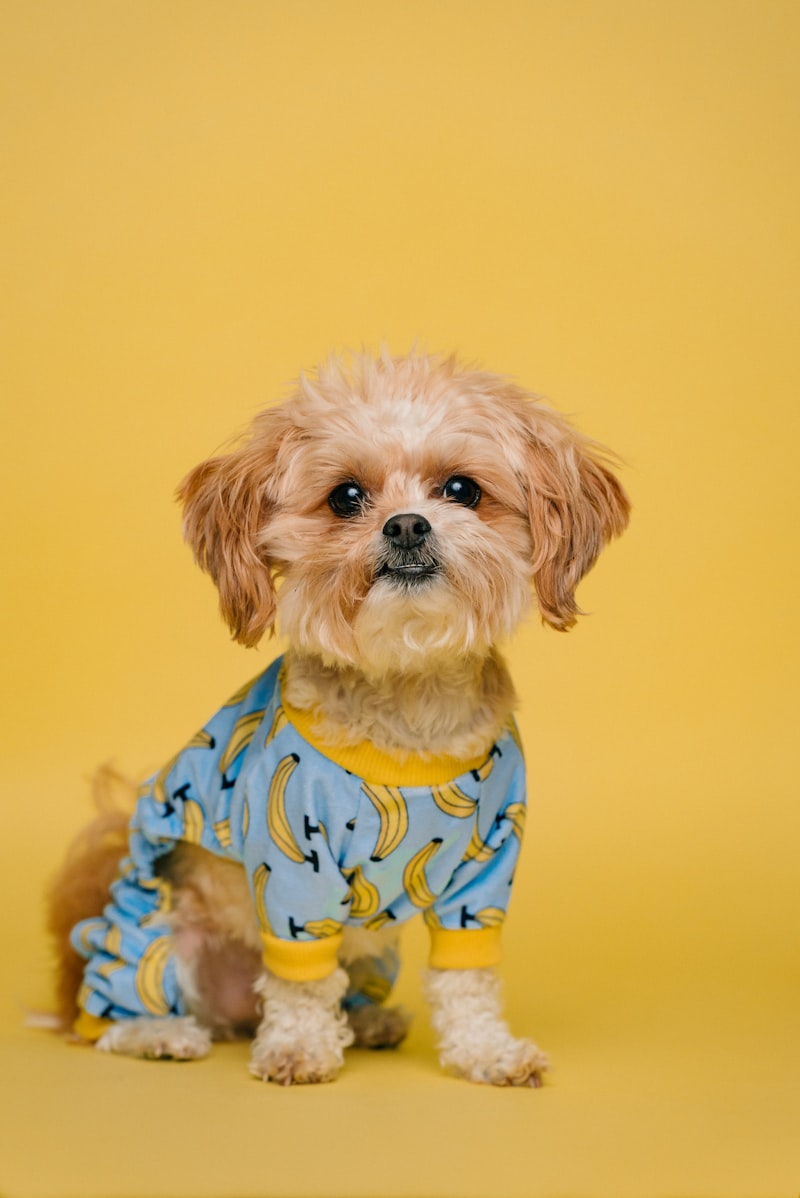 Senior dog resting — representing Loyal's LOY-002 longevity drug FDA milestone