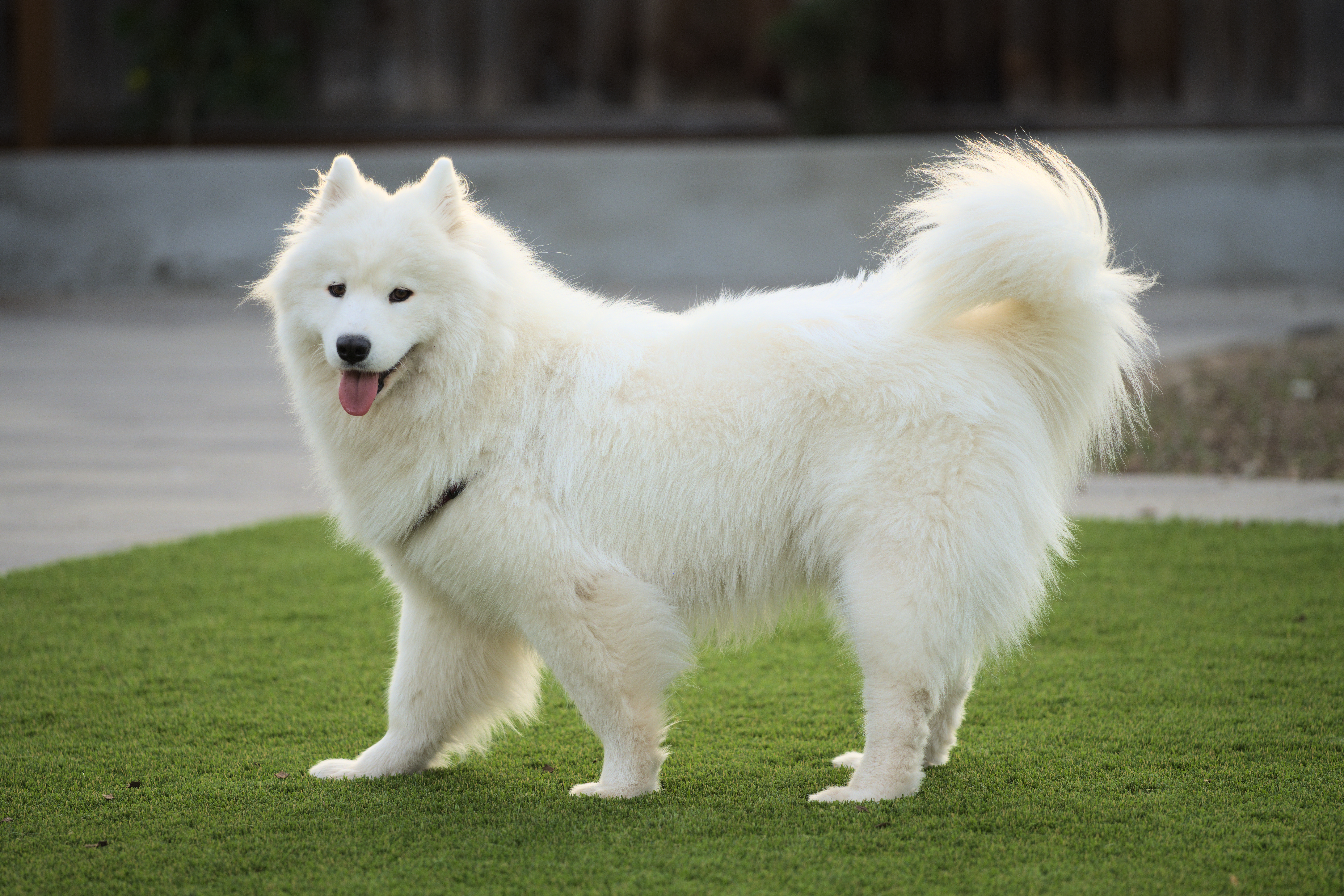 A fluffy white Samoyed with a thick coat
