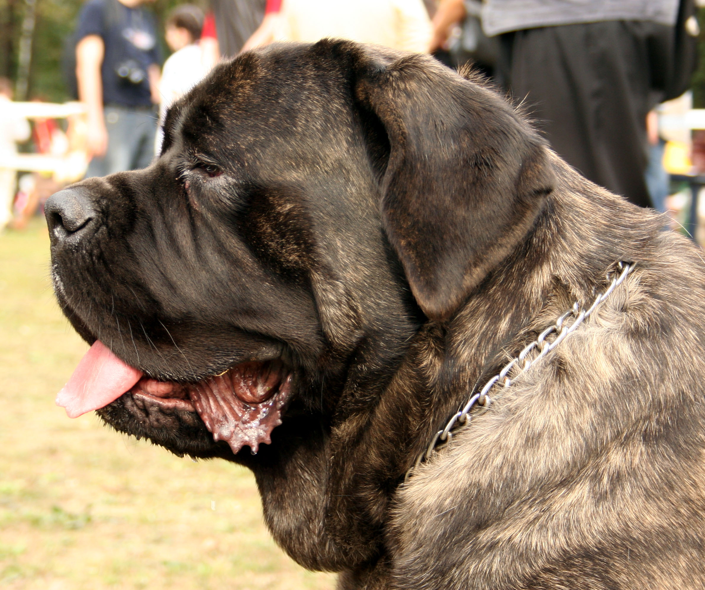 A brindle English Mastiff standing outdoors