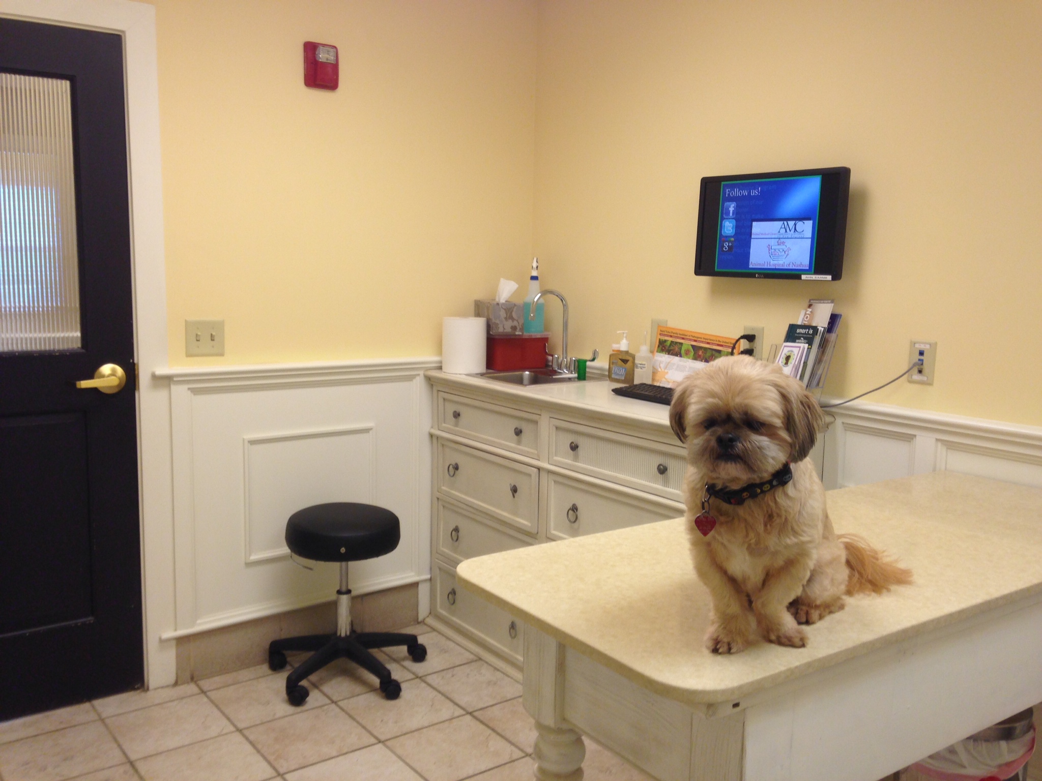 A dog on an examination table at a veterinary clinic — Photo: MarkBuckawicki / CC0