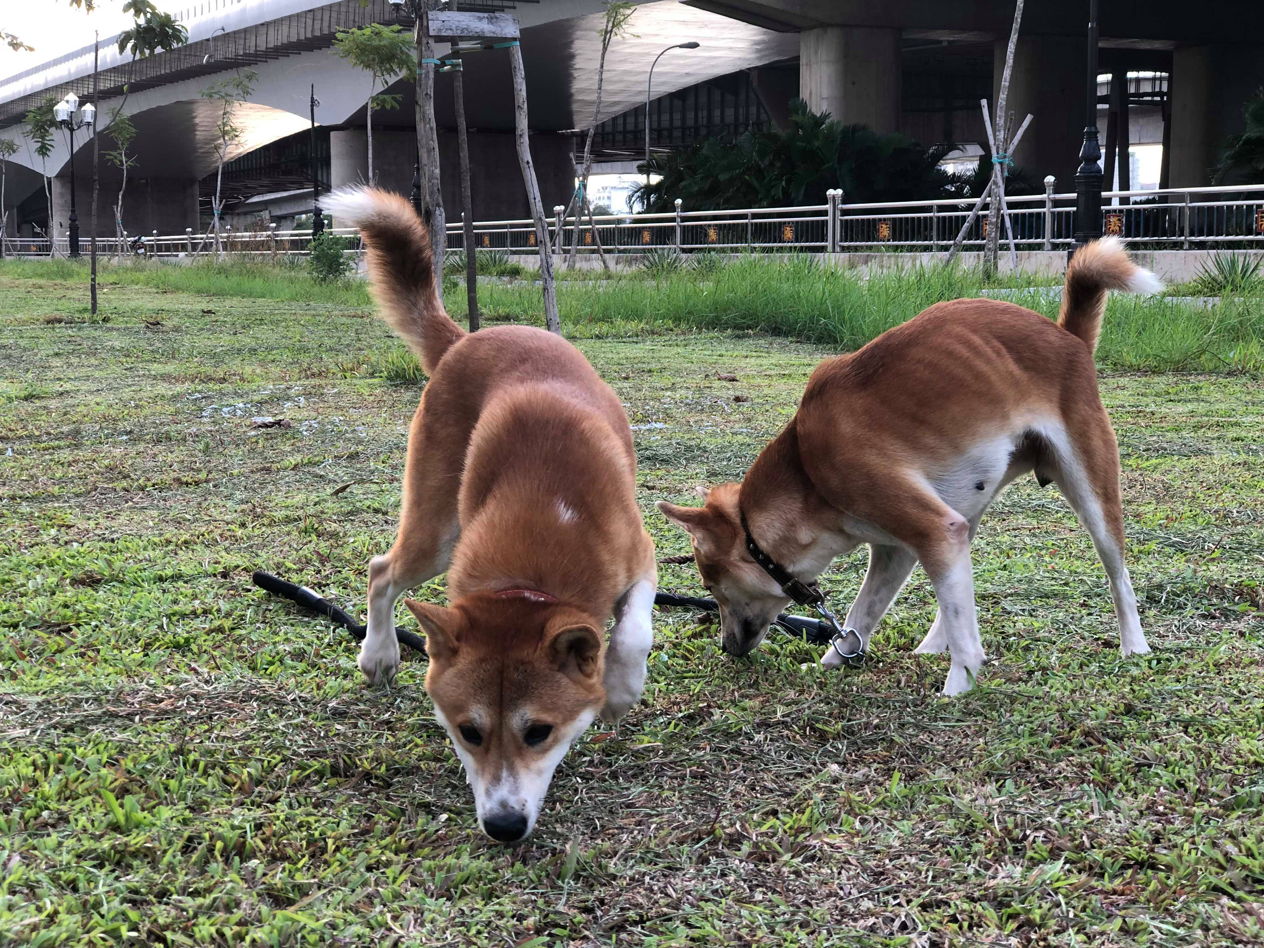 A lean, alert mixed-breed Vietnamese dog — a classic chó ta — resting in dappled shade with bright, curious eyes, its short coat and athletic build shaped by thousands of years of evolution in tropical Southeast Asia