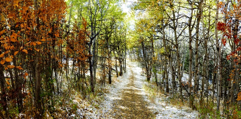 Trail through the woods in Fish Creek Provincial Park, Calgary