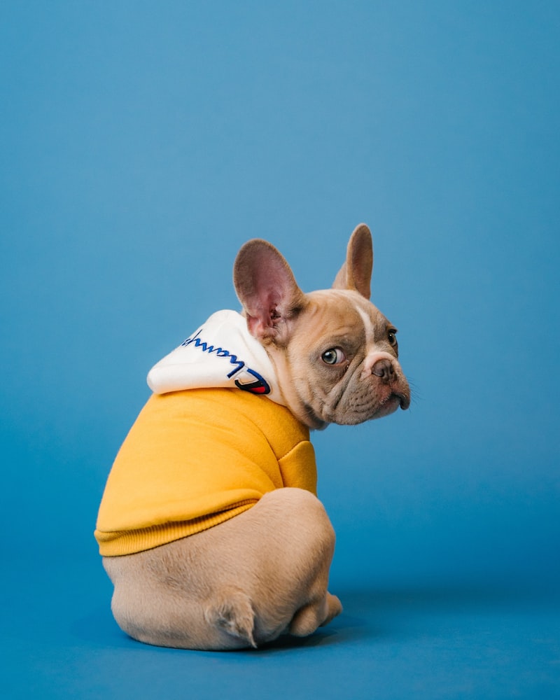 Group dog training class in an East Singapore community space