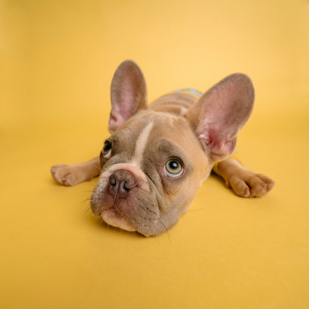 A French Bulldog panting in warm weather