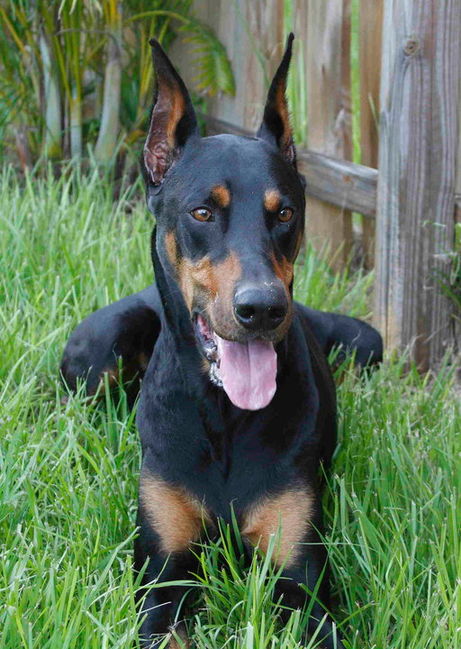 A black-and-tan Dobermann standing in profile