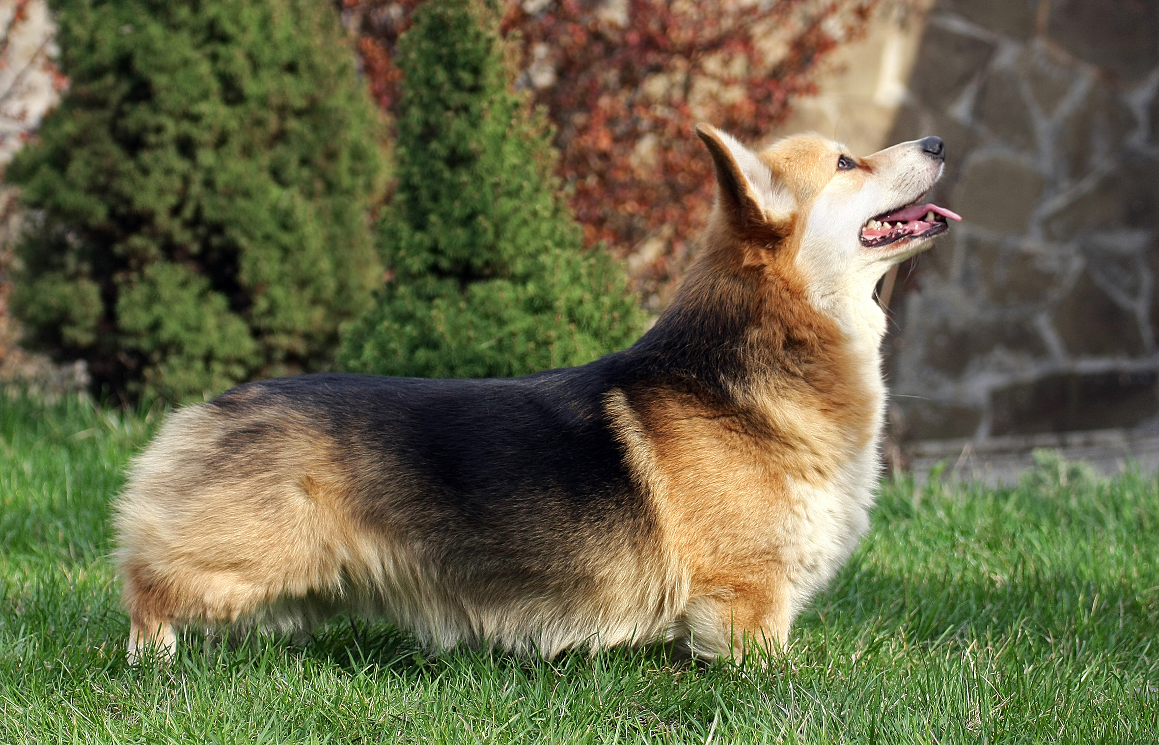 A red-and-white Pembroke Welsh Corgi