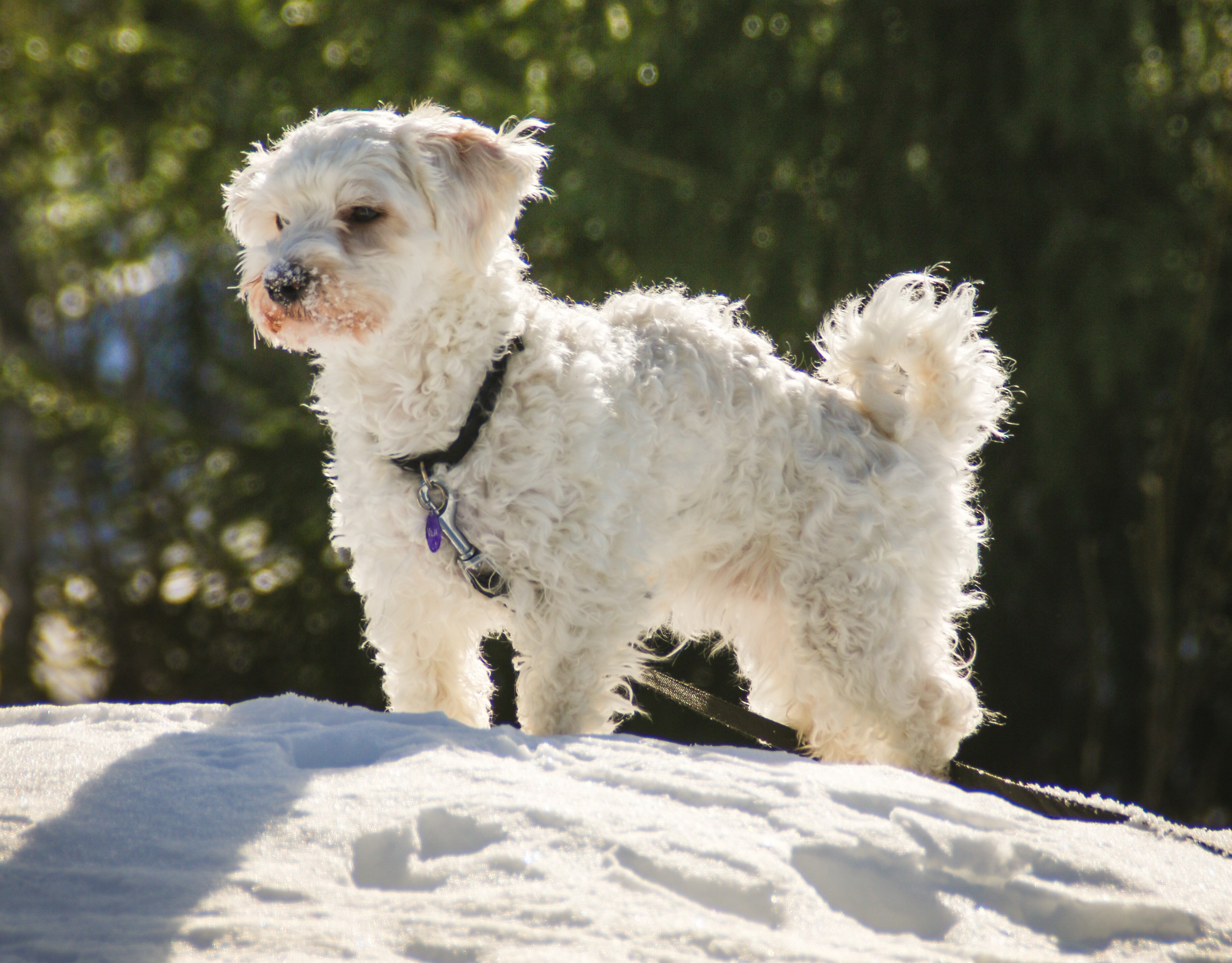 A long-coated Havanese dog