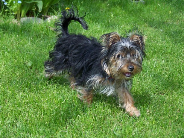 A Yorkshire Terrier with a tan and steel-blue coat