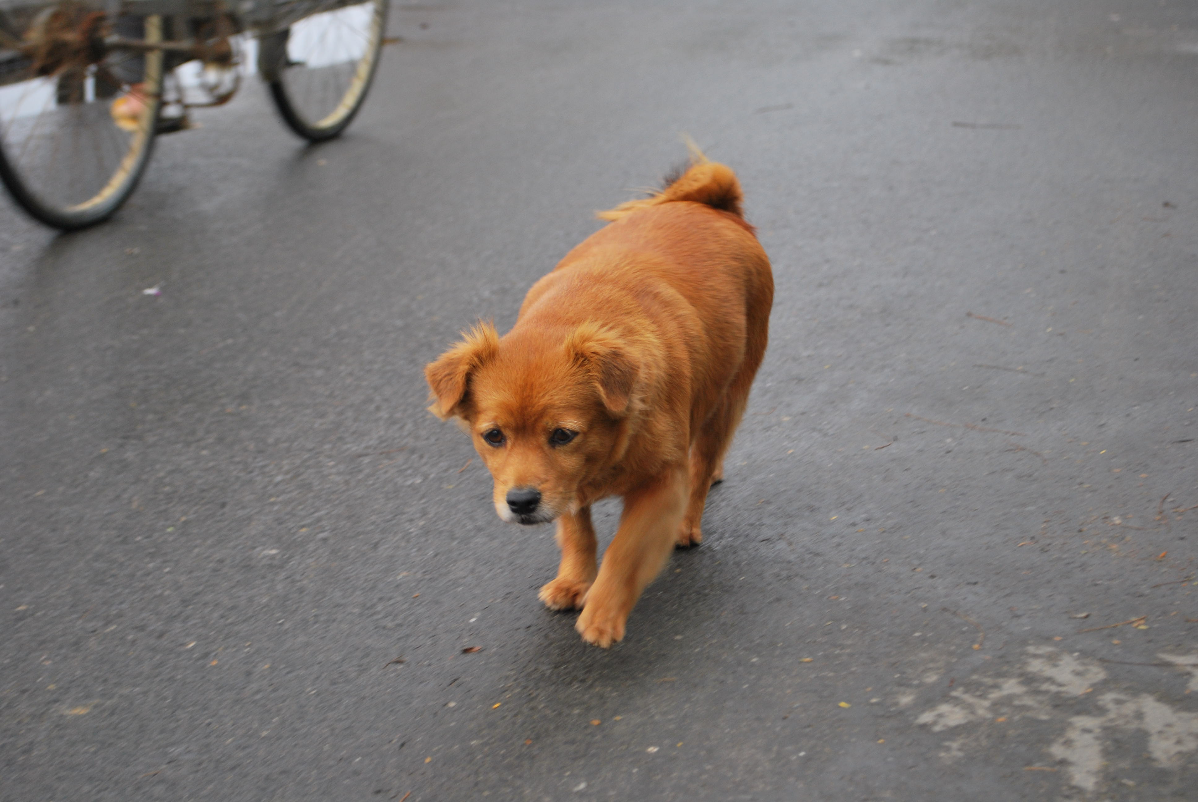 A dog resting on cool tiles in a bright Vietnamese apartment interior, water bowl nearby — a dog that has learned to find relief from the tropical heat indoors
