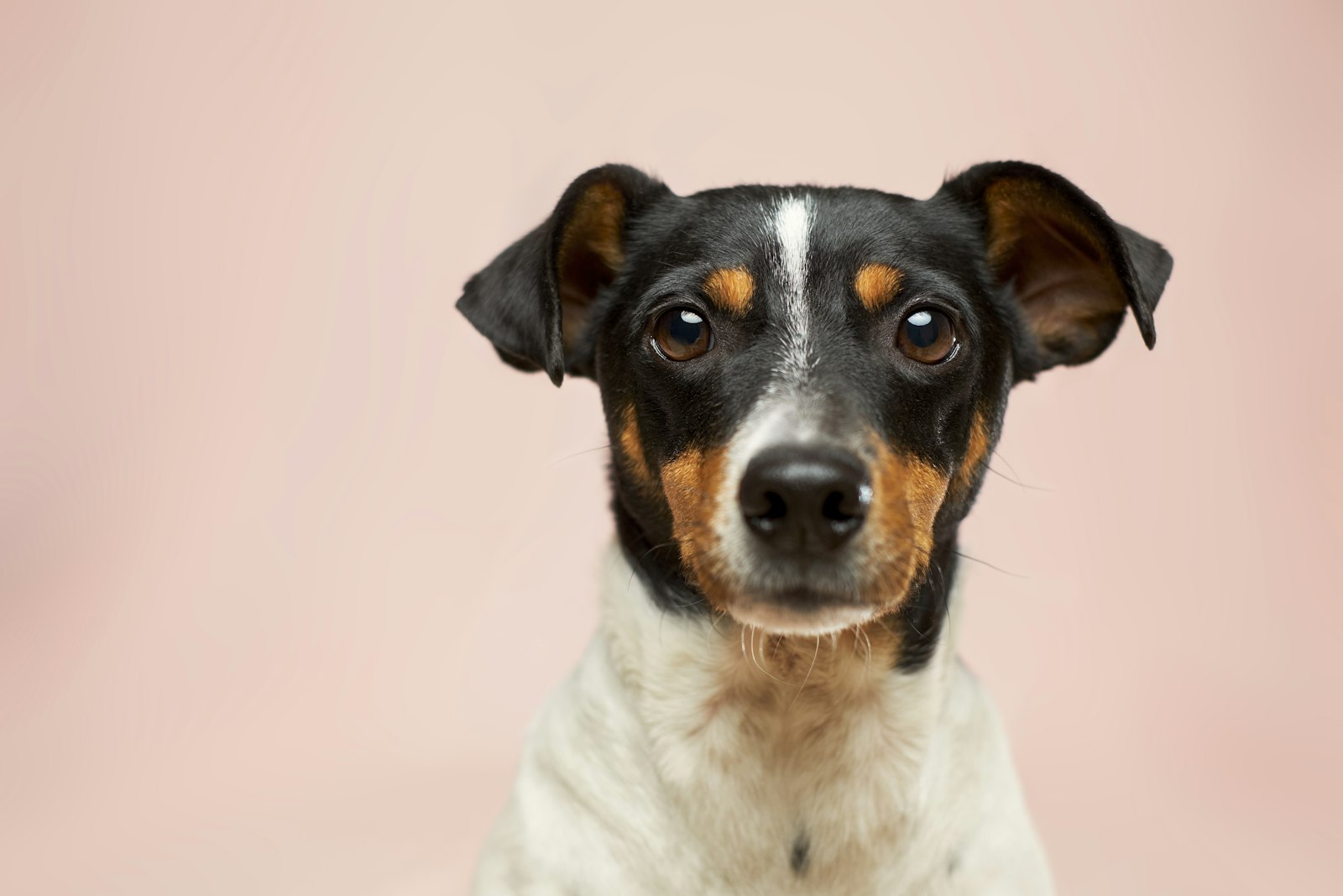 A community dog standing alert in a quiet Singapore estate at dawn