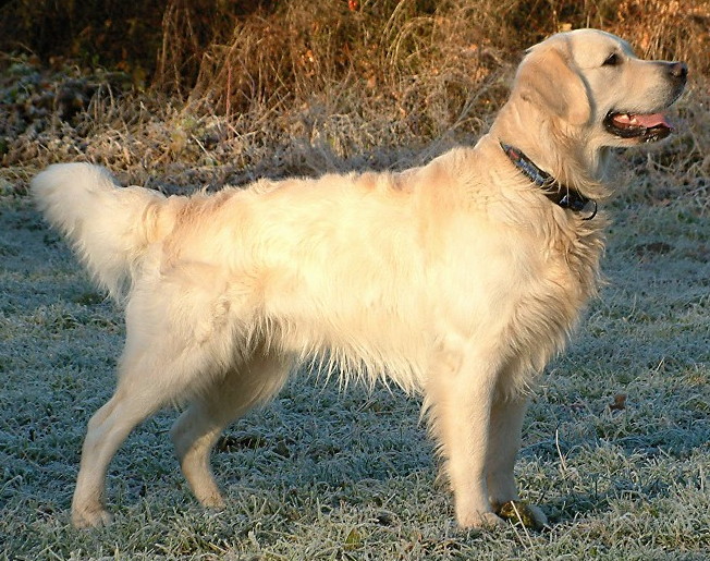 A golden-coated Golden Retriever