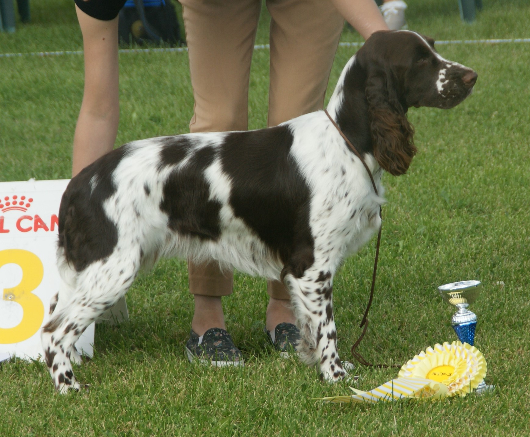 A liver-and-white English Springer Spaniel