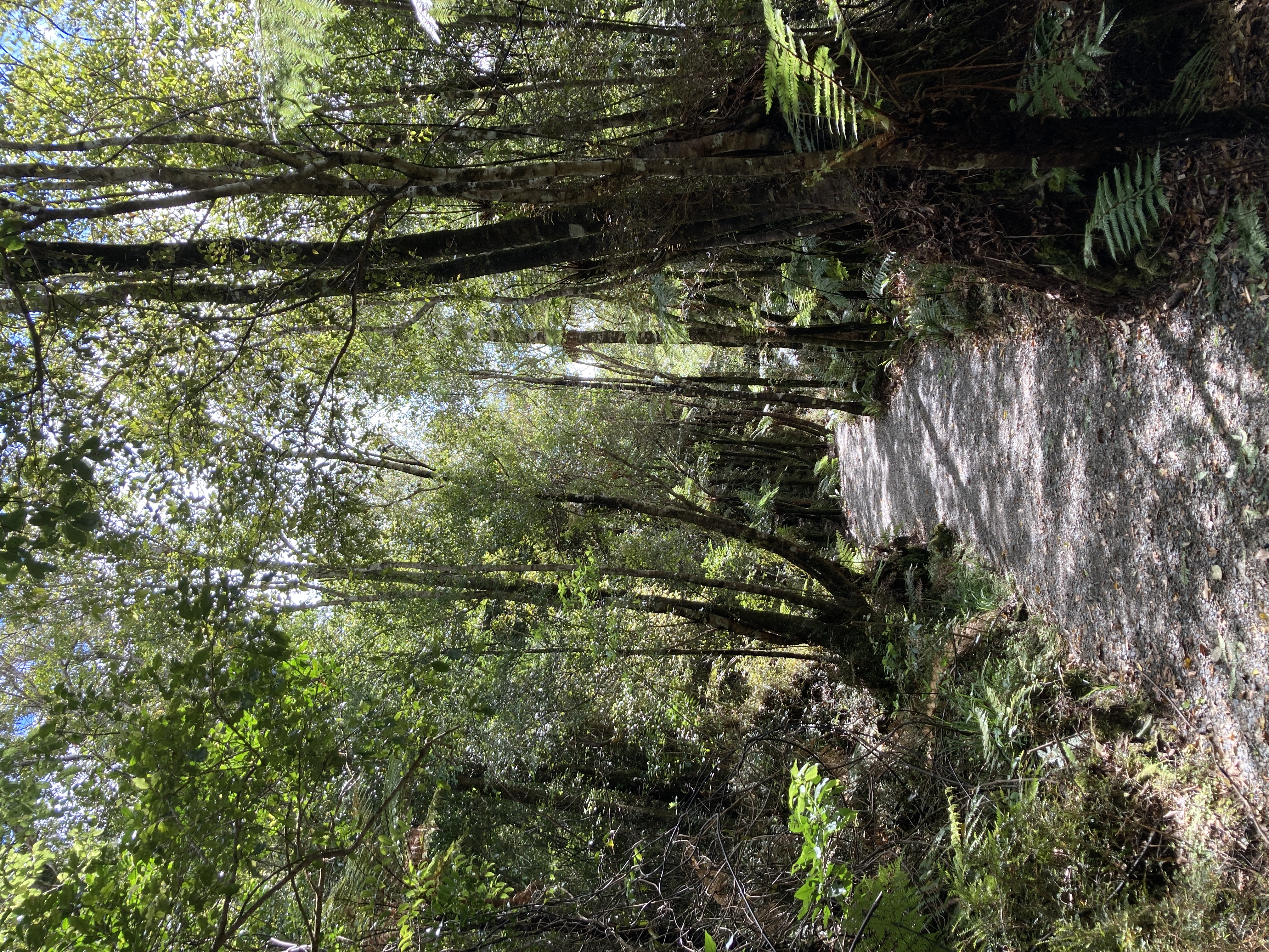 A dog and its owner on a forest tramping track in New Zealand native bush, ferns and tall trees surrounding the path