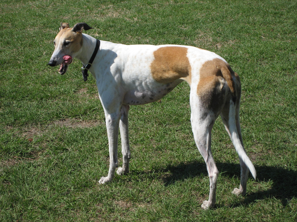 A Greyhound named Grace