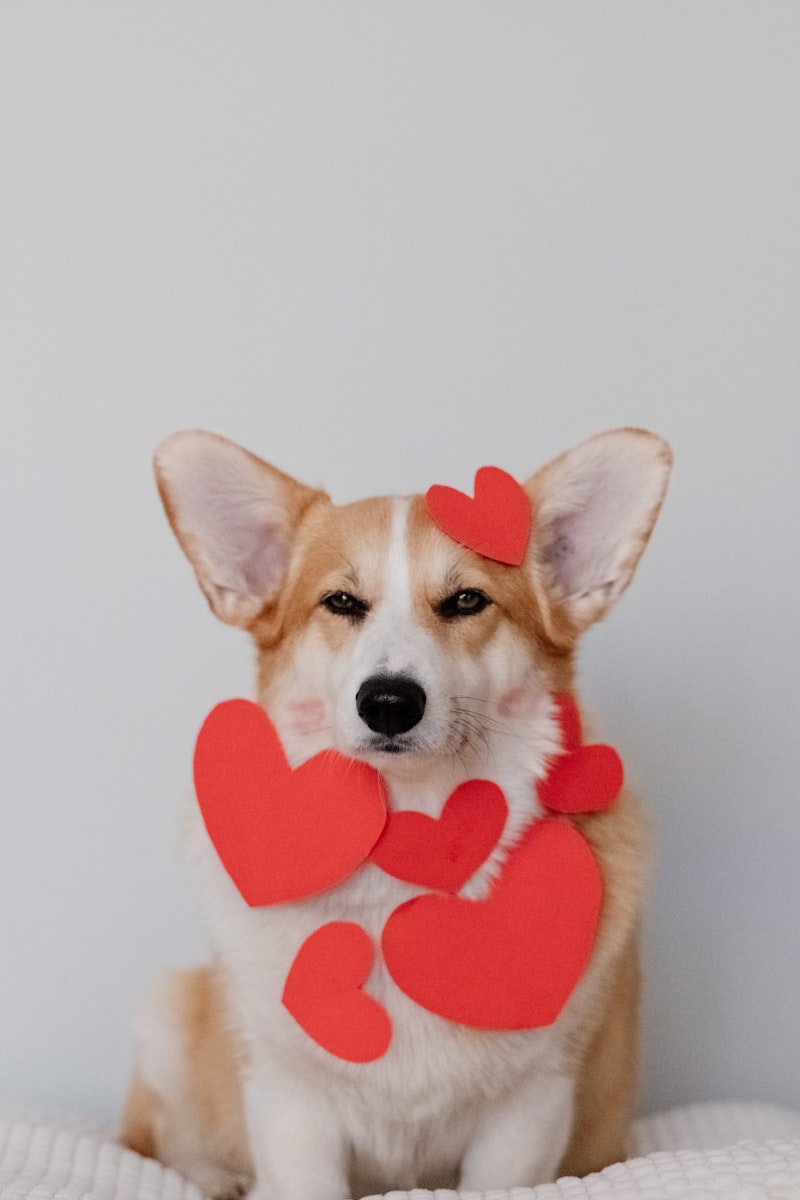 A group of corgis gathered with their owners at a meetup